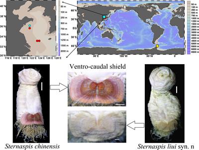 Adaptive biomineralization in two morphotypes of Sternaspidae (Annelida) from the Northern China Seas